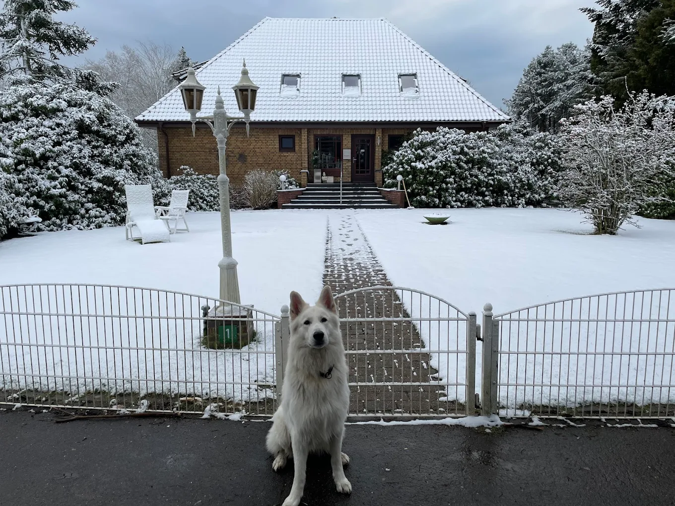 Glücklicher Hund am Strand